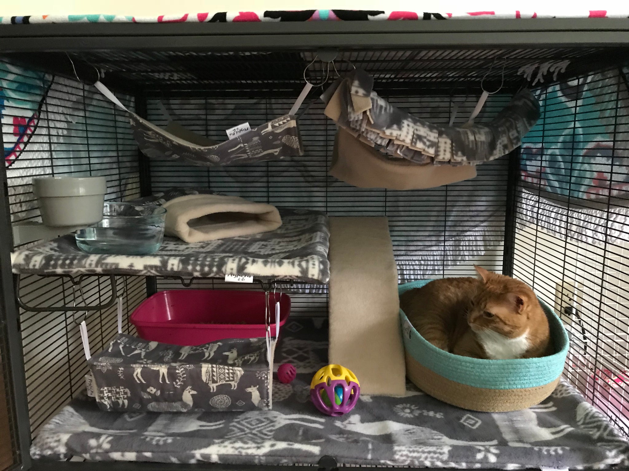 Setting Up a Critter Nation Cage