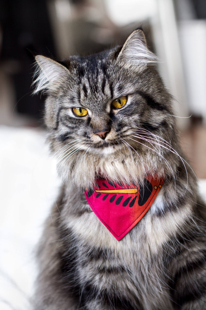 Denver Broncos Cat Bandana slides Onto Cats Existing Collar 