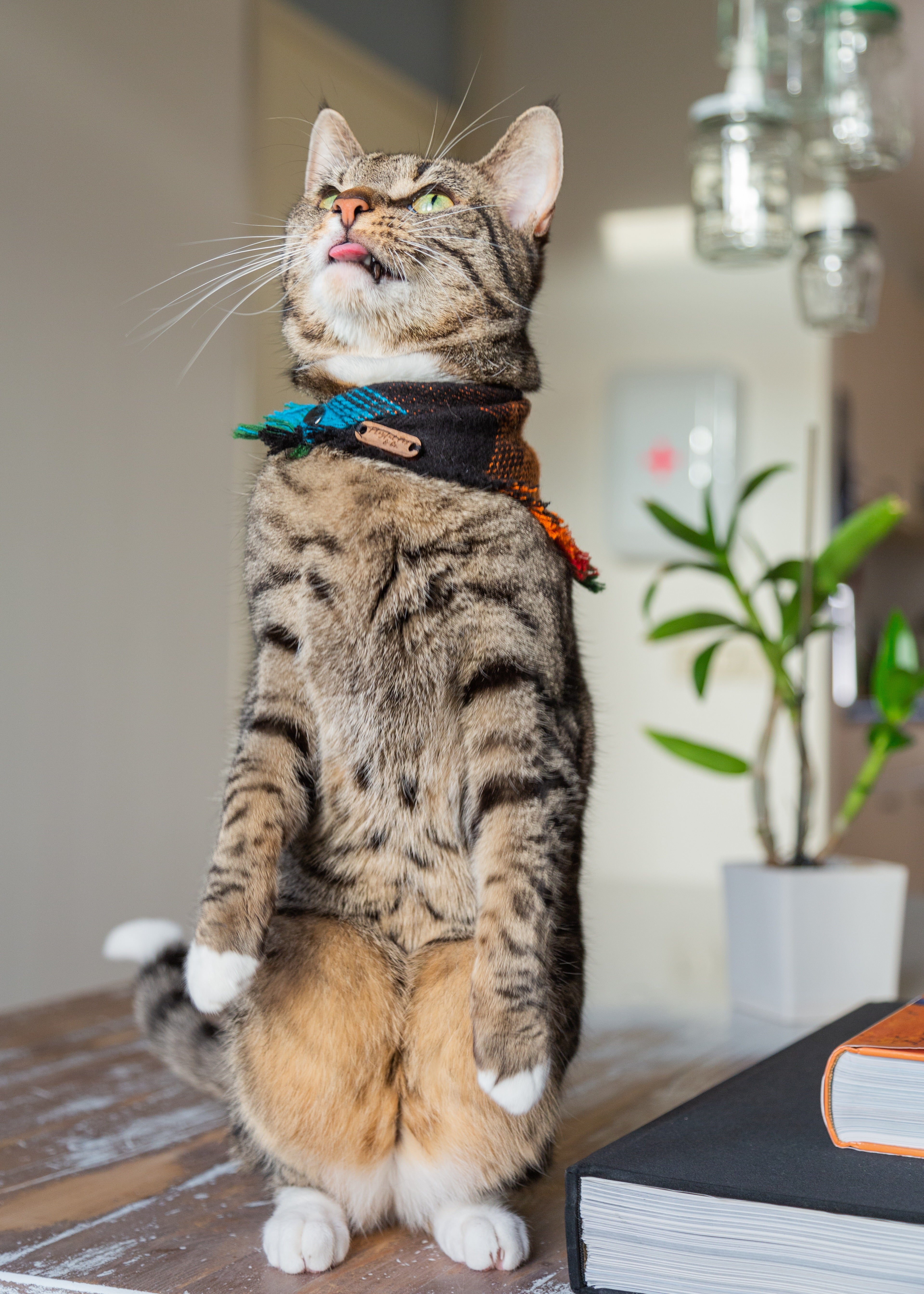Cat Wearing A Bandana