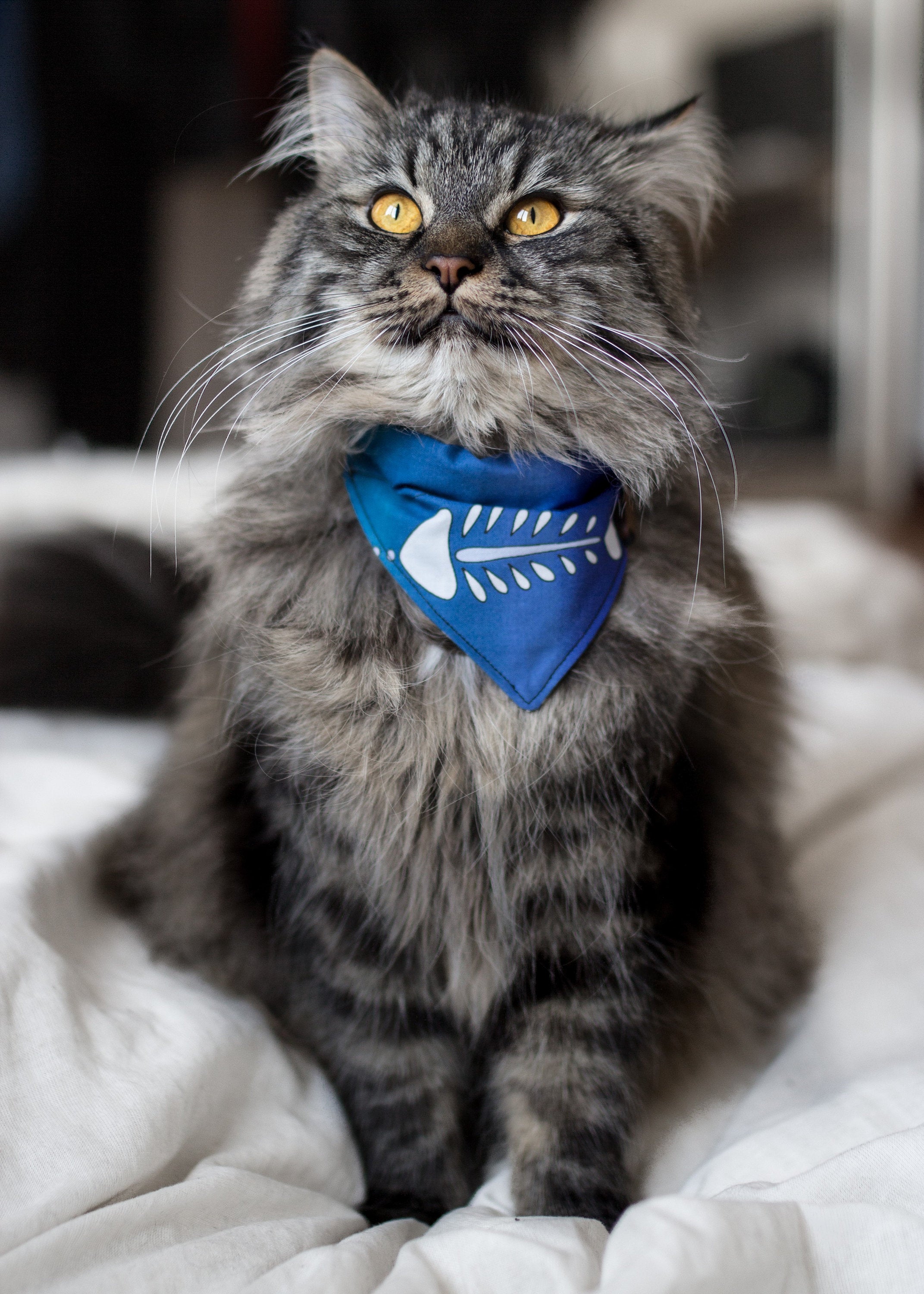 Mainecoon Cat Accessories
