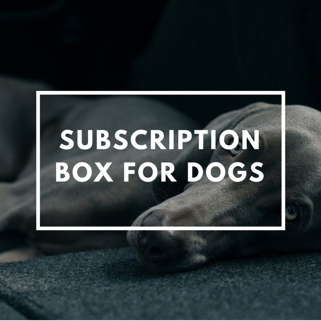 Dog Subscription Box